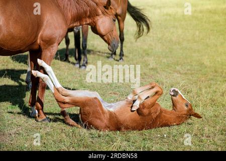 Das Porträt eines vollblütercolts. Neugeborenes Pferd. Das schöne Fohlen liegt auf seinem Rücken im Gras. Sonniger Sommertag. Im Freien. Ein Vollblütersport Stockfoto