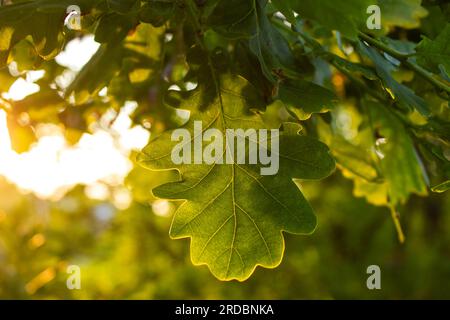 Herbstdesign mit Eiche am späten bunten Nachmittag bei Sonnenuntergang. Wunderschöner Sonnenuntergang Sonnenaufgang, der durch Eichenbäume schimmert, mit C. Stockfoto