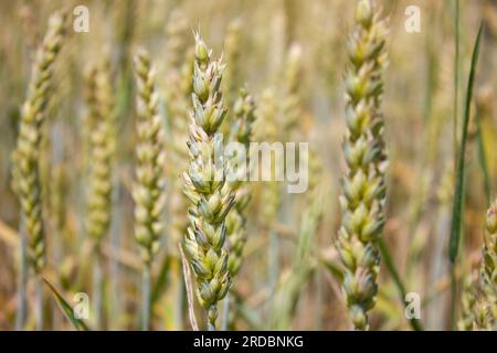 Nahaufnahme der jungen Weizenohren. Weizenohren in der Natur auf weichem, unscharfem Hintergrund. Landwirtschaftliche Felder, auf denen unreifes Getreide, Weizen angebaut wird. Stockfoto