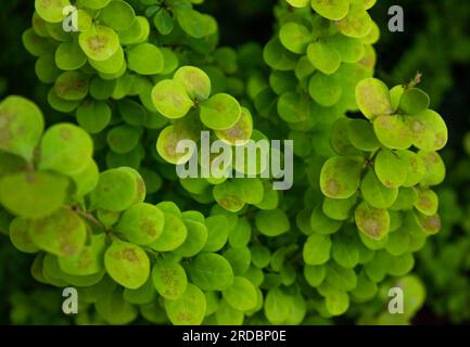 Barberry Thunberg wächst im Garten. Grüner Baum mit Früchten. Schöne goldene Barbeere, Gartendekoration. Stockfoto