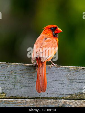 Ein Kardinal aus dem Norden mit einem langen Schwanz, einem roten Körper und einem dicken Schnabel. Am frühen Morgen setzte er sich unter üppigem Grün auf einen Zaun am Straßenrand. Stockfoto