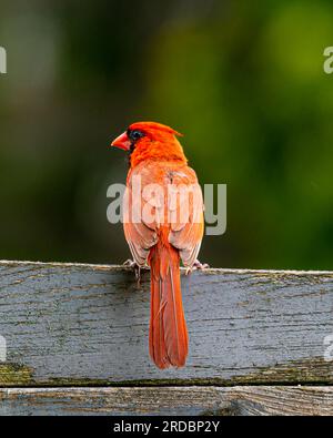 Ein Kardinal aus dem Norden mit einem langen Schwanz, einem roten Körper und einem dicken Schnabel. Am frühen Morgen setzte er sich unter üppigem Grün auf einen Zaun am Straßenrand. Stockfoto