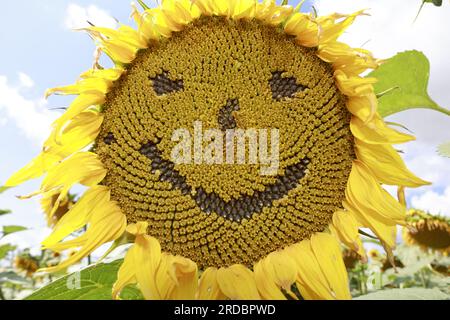 Thale, Deutschland. 15. Juli 2023. Eine Sonnenblume mit einem lächelnden Gesicht steht in einem Labyrinth von Sonnenblumen in der Nähe von Westerhausen. Ein regionaler Landwirt hat auf einer Fläche von mehreren Hektar ein Labyrinth aus Sonnenblumen geschaffen. Besucher können hier jeden Tag hindurchlaufen. Kredit: Matthias Bein/dpa/Alamy Live News Stockfoto