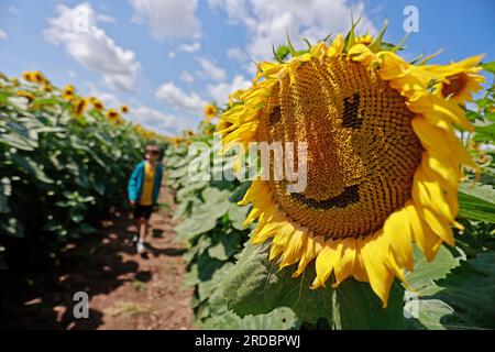 Thale, Deutschland. 15. Juli 2023. Eine Sonnenblume mit einem lächelnden Gesicht steht in einem Labyrinth von Sonnenblumen in der Nähe von Westerhausen. Ein regionaler Landwirt hat auf einer Fläche von mehreren Hektar ein Labyrinth aus Sonnenblumen geschaffen. Besucher können hier jeden Tag hindurchlaufen. Kredit: Matthias Bein/dpa/Alamy Live News Stockfoto