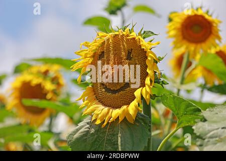 Thale, Deutschland. 15. Juli 2023. Eine Sonnenblume mit einem lächelnden Gesicht steht in einem Labyrinth von Sonnenblumen in der Nähe von Westerhausen. Ein regionaler Landwirt hat auf einer Fläche von mehreren Hektar ein Labyrinth aus Sonnenblumen geschaffen. Besucher können hier jeden Tag hindurchlaufen. Kredit: Matthias Bein/dpa/Alamy Live News Stockfoto