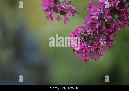 Ein Zweig eines blühenden, dekorativen Apfelbaums mit wunderschönen rosa Blumen auf einem verschwommenen grünen Hintergrund. Blühende Obstbäume im Frühling. Stockfoto