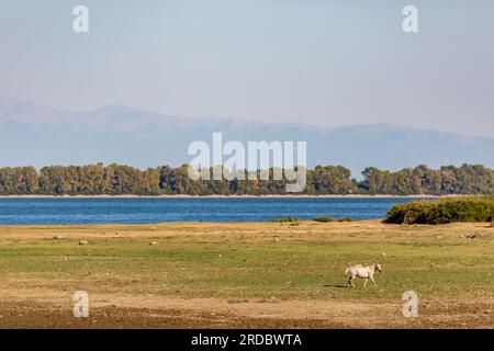 Ein weißes Pferd am Ufer des Kerkini-Sees in Nordgriechenland Stockfoto