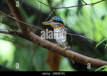 Gefleckter Holzkönigsfischer (Actenoides lindsayi) auf Luzon Island, Philippinen Stockfoto