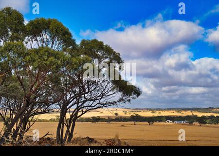 Charakteristische Landschaft im westaustralischen Weizengürtel mit weiten gelben Feldern, niedrigen Hügeln und verstreuten Bäumen in der Nähe von Toodyay Stockfoto