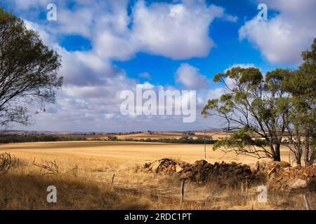 Charakteristische Landschaft im westaustralischen Weizengürtel mit weiten gelben Feldern, niedrigen Hügeln und verstreuten Bäumen in der Nähe von Toodyay Stockfoto