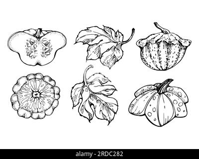 Handgezeichneter Tintenvektor Pattypan Kürbis und Blatt. Zeichnungskunst für Thanksgiving, Ernte, Landwirtschaft. Isoliertes Objekt, Umriss. Design für Stock Vektor