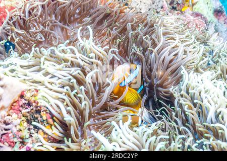 Nahaufnahme eines Paares Anemonfische in ihrer Anemone in einem Korallenriff während des Tages Stockfoto