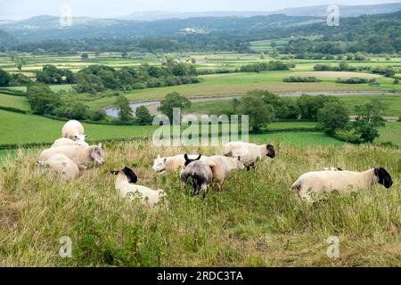 Blick auf die Landschaft des Towy Valley im Juli-Sommer vom Dryslwyn Castle Hill in Carmarthenshire Wales, Großbritannien, KATHY DEWITT Stockfoto