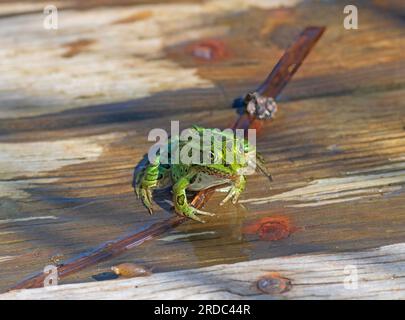 Sehr grüner Leopardenfrosch in der Sonne im Hecla-Grindstone Provincial Park in Manitoba Stockfoto