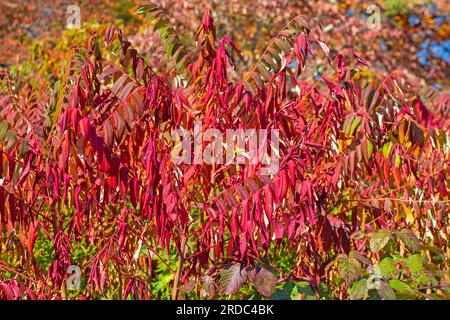 Staghorn Sumac in leuchtend roten Herbstfarben entlang des Blue Ridge Parkway in Virginia Stockfoto
