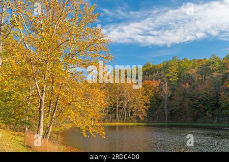 Brillante Yellows auf einem Mountain Lake im Abendlicht auf dem Otter Lake auf dem Blue Ridge Parkway in Virginia Stockfoto