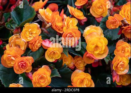 Tuberöse Begonia, die im Sommer in Schweden in einem Park in Norrköping blüht Stockfoto