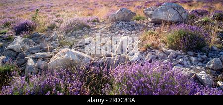 Wildlavendelfeld (lavandula angustifolia) in der provence Stockfoto