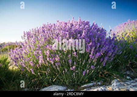 Echter Lavendel (lavandula angustifolia) in der provence Stockfoto