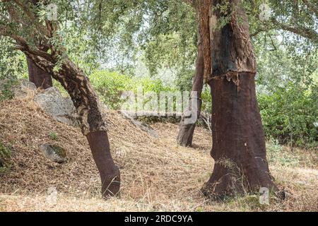Cork Eichen Quercus Suber an der Algarve Portugal Stockfoto