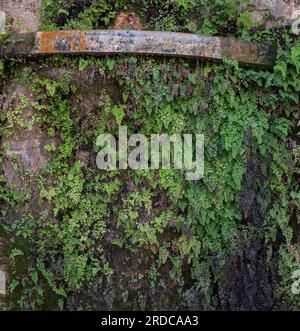 Südlicher Junghaarfarn, Adiantum capillus-veneris, wächst an einem Brunnen. Foto in der Stadt Cazorla, Andalusien, Spanien Stockfoto