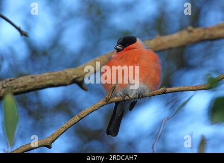 Eurasischer Bullfinch (Pyrrhula pyrrhula) „Northern Bullfinch“-Migrant, männlich, hoch oben auf einem Ast, Eccles-on-Sea, Norfolk, Vereinigtes Königreich. Stockfoto