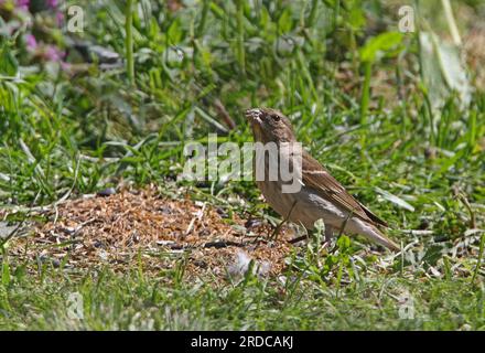 Rosenfink (Carpodacus erythrinus) im ersten Jahr männliche Fütterung von Samen Eccles-on-Sea, Norfolk, Vereinigtes Königreich. Mai Stockfoto