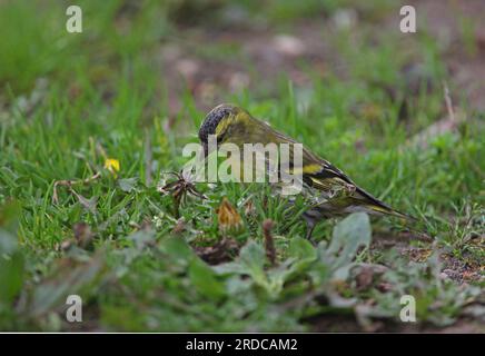 Eurasischer Siskin (Carduelis spinus), männliche Fütterung von Löwenzahn, Eccles-on-Sea, Norfolk, Vereinigtes Königreich. Oktober Stockfoto