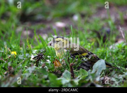 Eurasischer Siskin (Carduelis spinus), männliche Fütterung von Löwenzahn, Eccles-on-Sea, Norfolk, Vereinigtes Königreich. Oktober Stockfoto