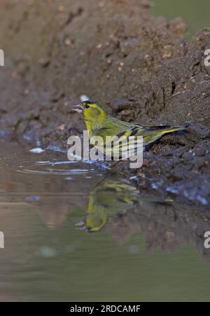 Eurasian Siskin (Carduelis spinus), männlicher Erwachsener, der im Pool Lynford Arboretum, Norfolk, Großbritannien trinkt. April Stockfoto