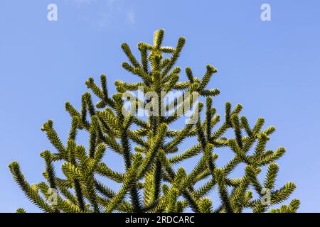 Detail eines Affenrätsels, Araucaria araucana, vor einem blauen Himmel Stockfoto