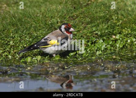 Europäischer Goldfink (Carduelis carduelis), Erwachsenenbaden im Teich Eccles-on-Sea, Norfolk, Vereinigtes Königreich. September Stockfoto