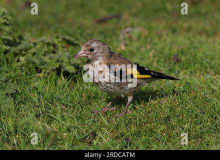 Europäischer Goldfink (Carduelis carduelis), Jungfräser auf feuchtem Gras, Eccles-on-Sea, Norfolk, Vereinigtes Königreich. September Stockfoto