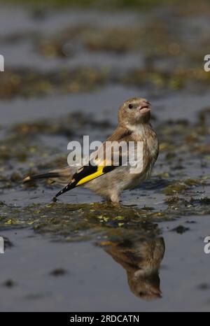 Europäischer Goldfink (Carduelis carduelis) Jungfische auf Algenmatte, die Eccles-on-Sea trinken, Norfolk, Vereinigtes Königreich. September Stockfoto