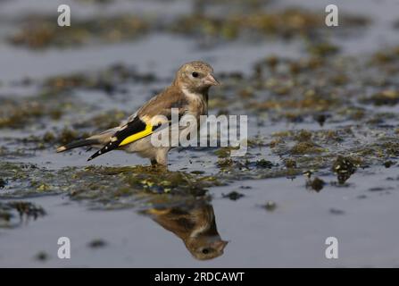 Europäischer Goldfink (Carduelis carduelis), auf Algenmatte stehend, Eccles-on-Sea, Norfolk, Vereinigtes Königreich. September Stockfoto