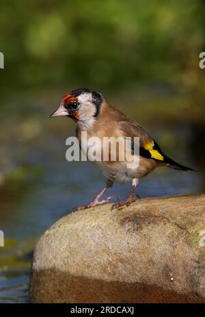 Europäischer Goldfink (Carduelis carduelis), Erwachsener auf Felsen im Teich Eccles-on-Sea, Norfolk, Großbritannien. September Stockfoto