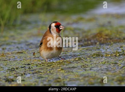 Europäischer Goldfink (Carduelis carduelis), Erwachsener, der auf einer Algenmatte steht und aus Pool Eccles-on-Sea trinkt, Norfolk, Großbritannien. Oktober Stockfoto