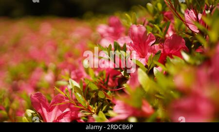 Rosa Blumen in einem japanischen Garten an einem sonnigen Tag Stockfoto