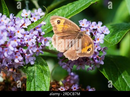 Erwachsene Frau, brauner britischer Schmetterling, Maniola jurtina, oberer Flügel mit Zwillingsaugenpots (Biokulata)-Aberration Stockfoto