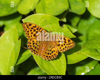 Silbergewaschener weiblicher Fritillarschmetterling, Argynnis-Paphia mit offenen Flügeln in einem britischen Garten Stockfoto