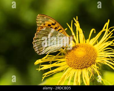 Männlicher silbergewaschener Fritillarschmetterling, Argynnis-Paphia, der Inula hookeri in einem britischen Garten frisst Stockfoto