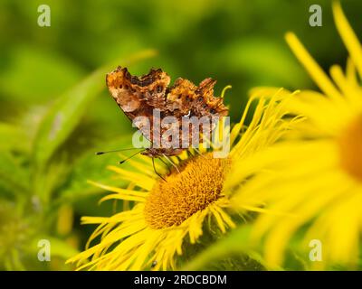 Komma-Schmetterling, Polygonia c-Album, ernähren sich von Inula hookeri mit geschlossenen Flügeln, die das weiße Komma zeigen Stockfoto