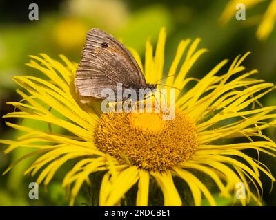 Die Unterwände eines männlichen Wiesen-braunen Butterfleischs, Maniola jurtina, der sich von Inula hookeri in einem britischen Garten ernährt Stockfoto
