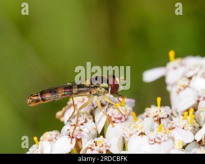 Gelbe und schwarze Färbung eines britischen männlichen Hoverfly, Sphaerophoria scripta, der sich an einer Blume von Schafgarbe, Achillea millefolium, ernährt Stockfoto