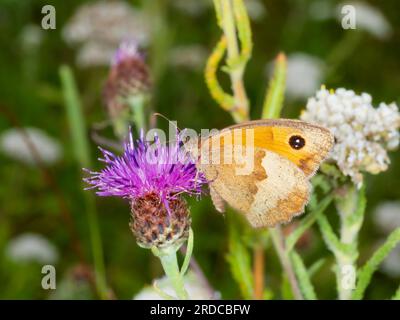 Erwachsene Frau, brauner britischer Schmetterling, Maniola jurtina, Unterflügel mit Zwillingsaugenpots (Biokulata)-Aberration Stockfoto