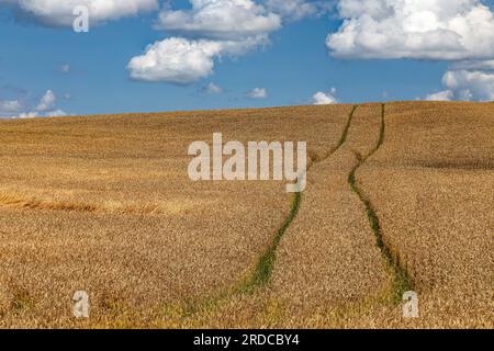 Reifenspuren in der Mitte eines Weizenfeldes, Maryhill Ontario Kanada. Stockfoto