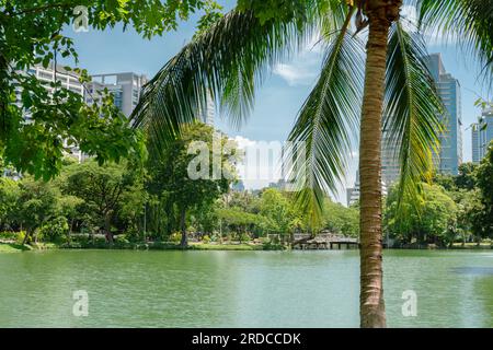 Grüner Waldsee im Lumpini-Park in Bangkok, Thailand Stockfoto