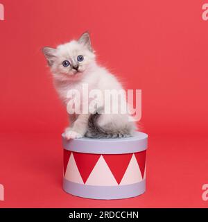 Ein süßes, wunderschönes, heiliges, birmanisches Kätzchen, das auf einer Schachtel in der Nähe des Studios sitzt, luxuriöse Katze, roter Hintergrund Stockfoto