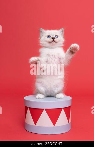Ein süßes, wunderschönes, heiliges kätzchen aus burma, das auf einer Schachtel in der Nähe des Studios steht, luxuriöse Katze, roter Hintergrund Stockfoto
