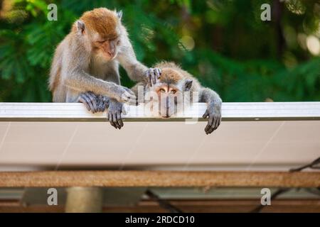 Ein Paar langschwänzige Makaken-Allogrooming auf einem Sonnendach, Singapur Stockfoto